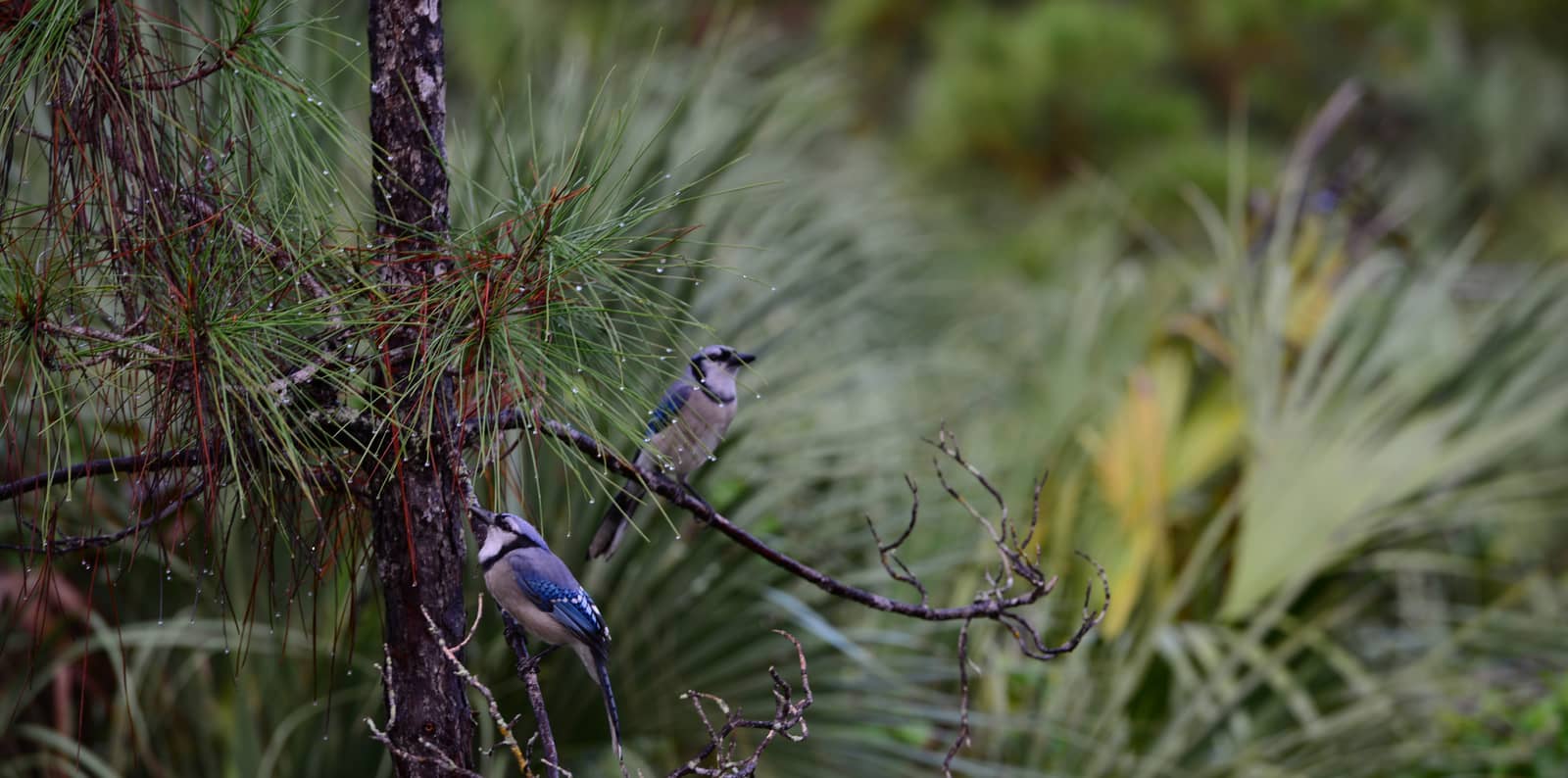 Bird Walk