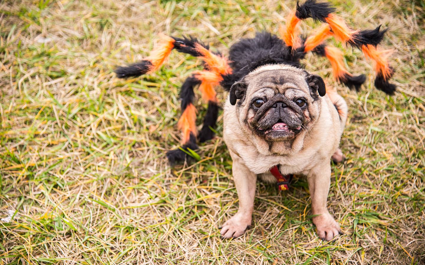 Halloween Doggie Costume Contest