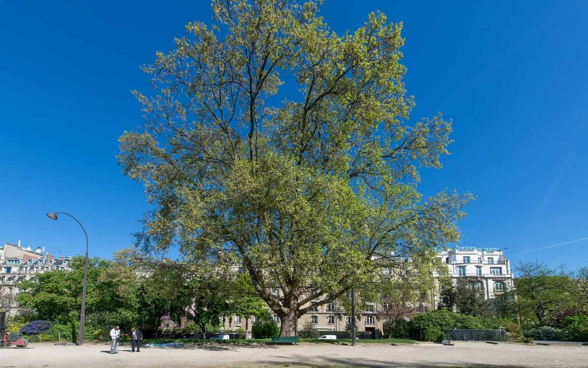 Visite : Les jardins de l'Avenue Foch