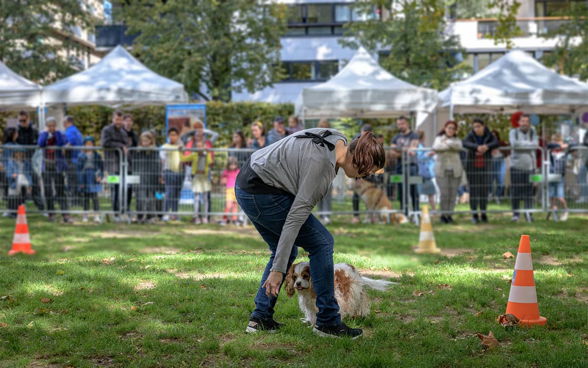 Animal in the City Festival is Back