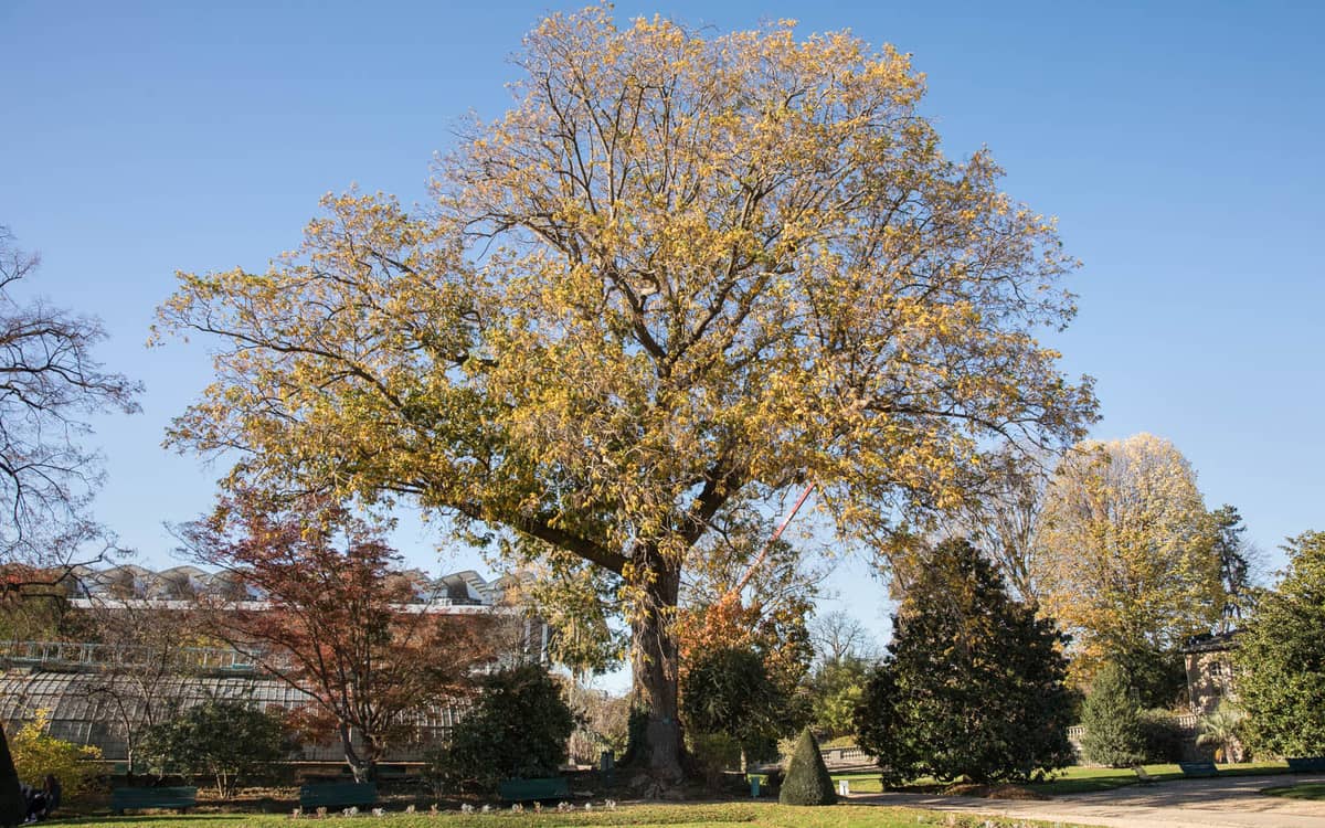 Conférence : Les arbres remarquables de Paris
