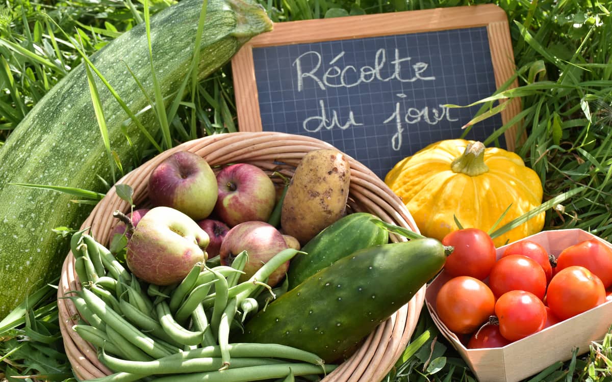 Summer Harvests at the Farm of Paris