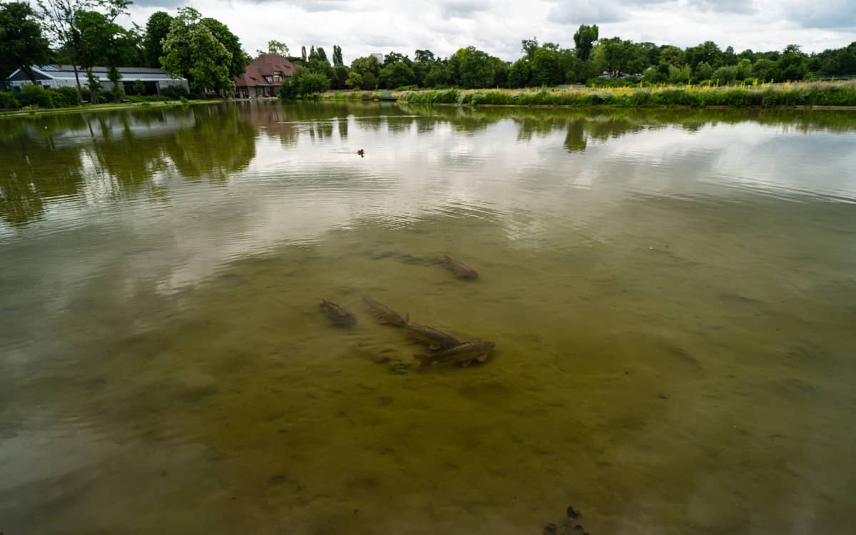 Like a fish in the Seine