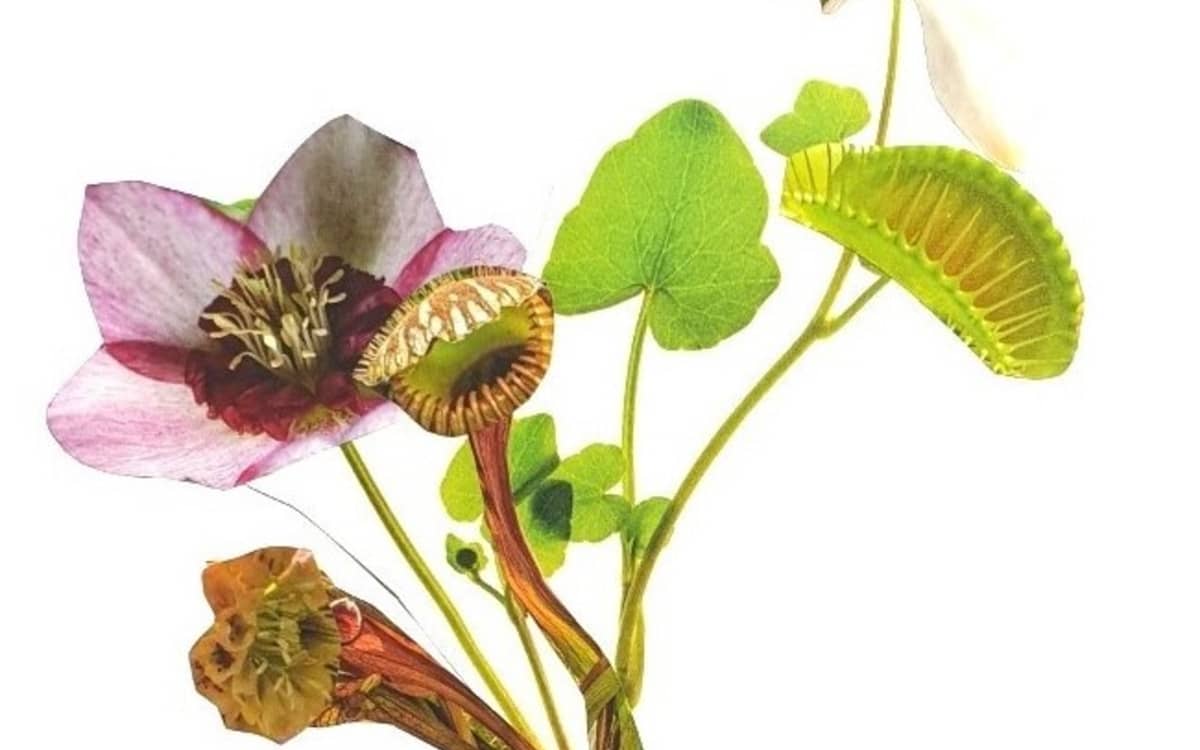 Atelier collage Herbier imaginaire