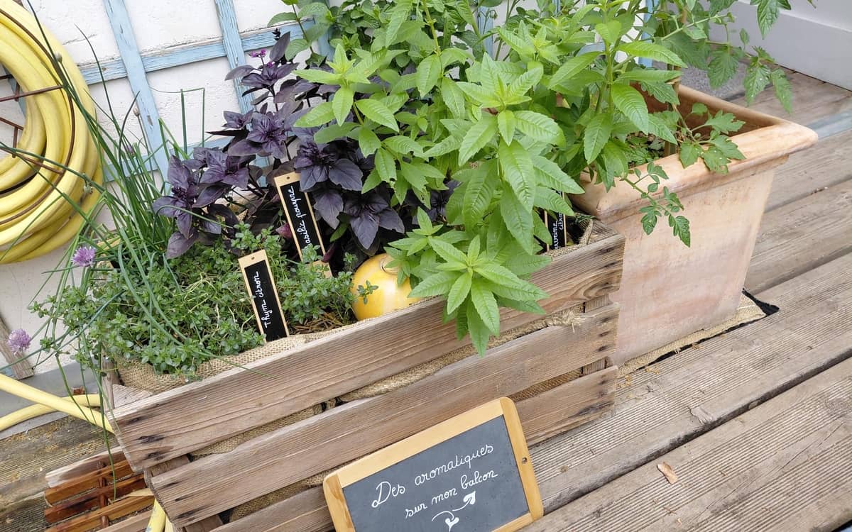 Multiplier vos aromatiques et plantes d’intérieur !