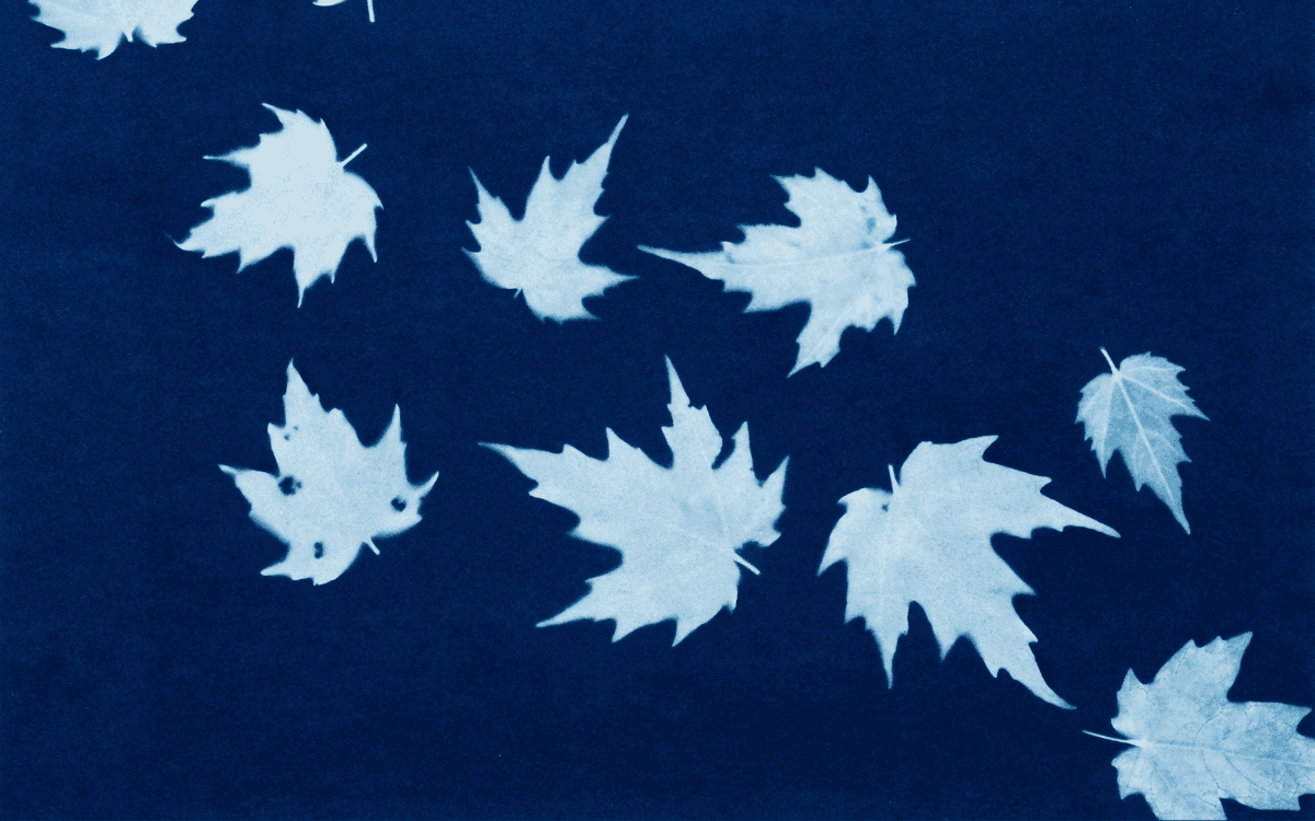 Atelier : initiation au cyanotype