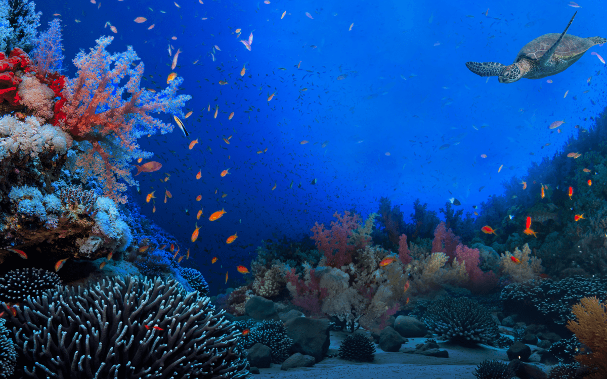 Ocean Days, le festival engagé pour comprendre et agir pour l'océan