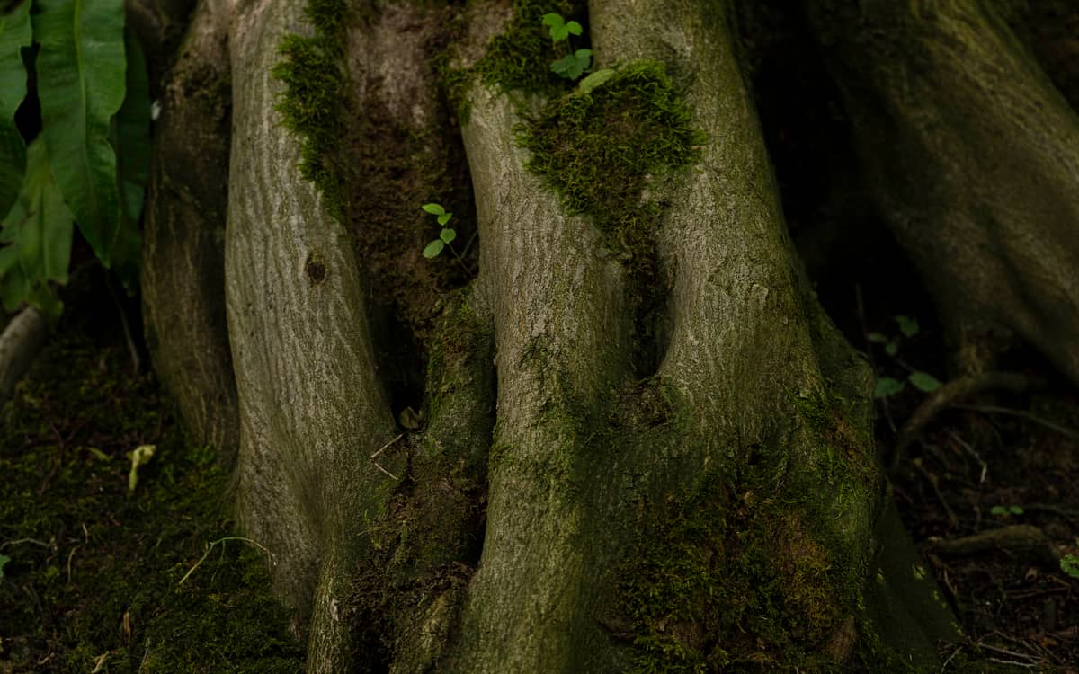 Les idées reçues autour des arbres
