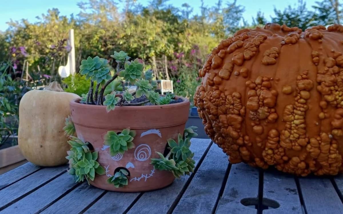 Ma créature succulente !