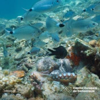 Preservation of Coastal Ecosystems