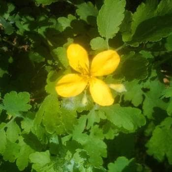 Ethnobotanical Walk: Wild Edible/Medicinal Plants and Others from the Peninha Area
