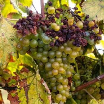 Prova de Vinhos | “Quatro Territórios. Três Regiões Demarcadas. Uma Paixão Comum”