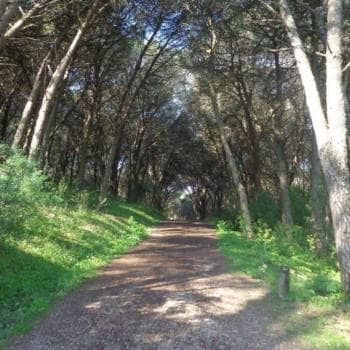 Walk on Trails and Viewpoints of Monsanto - 11km