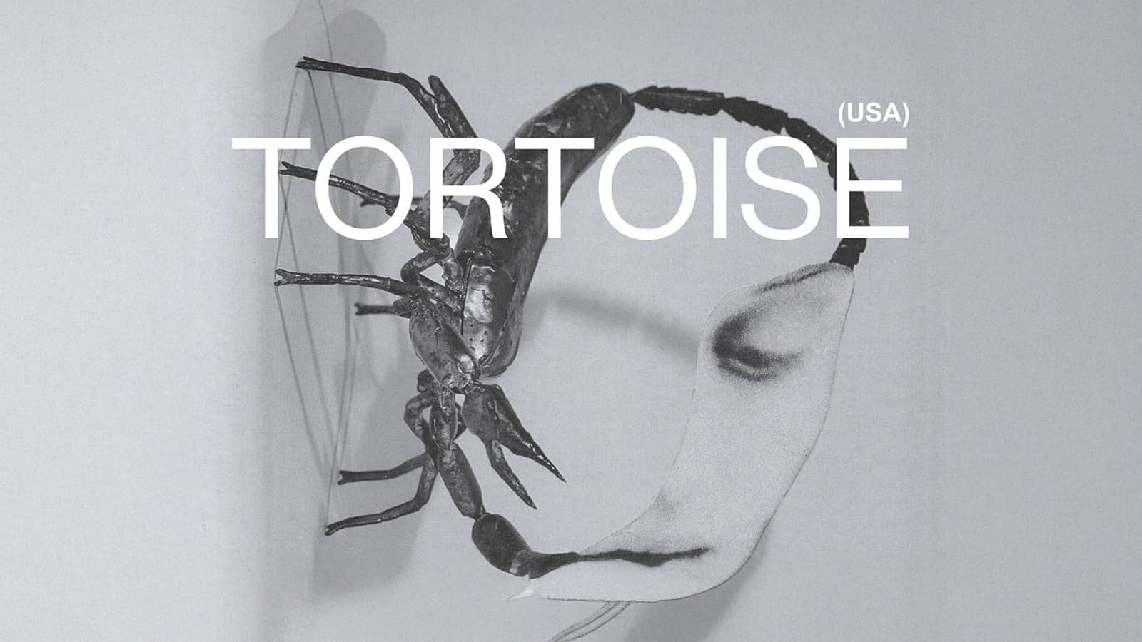 Tortoise