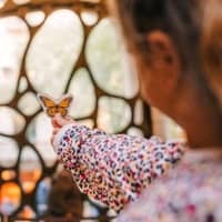 Family workshop 'Animals Gaudinians i on trobar-los'