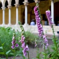 Exhibition 'Plantes, remeis i apotecaris. El jardí medieval del monestir de Pedralbes'