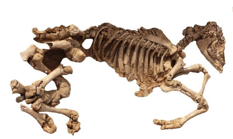 Conferència 'Animals per menjar, per treballar, per oferir. La vil·la romana del Pont del Treball Digne'