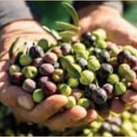 Xerrada 'Aprèn a curar olives'