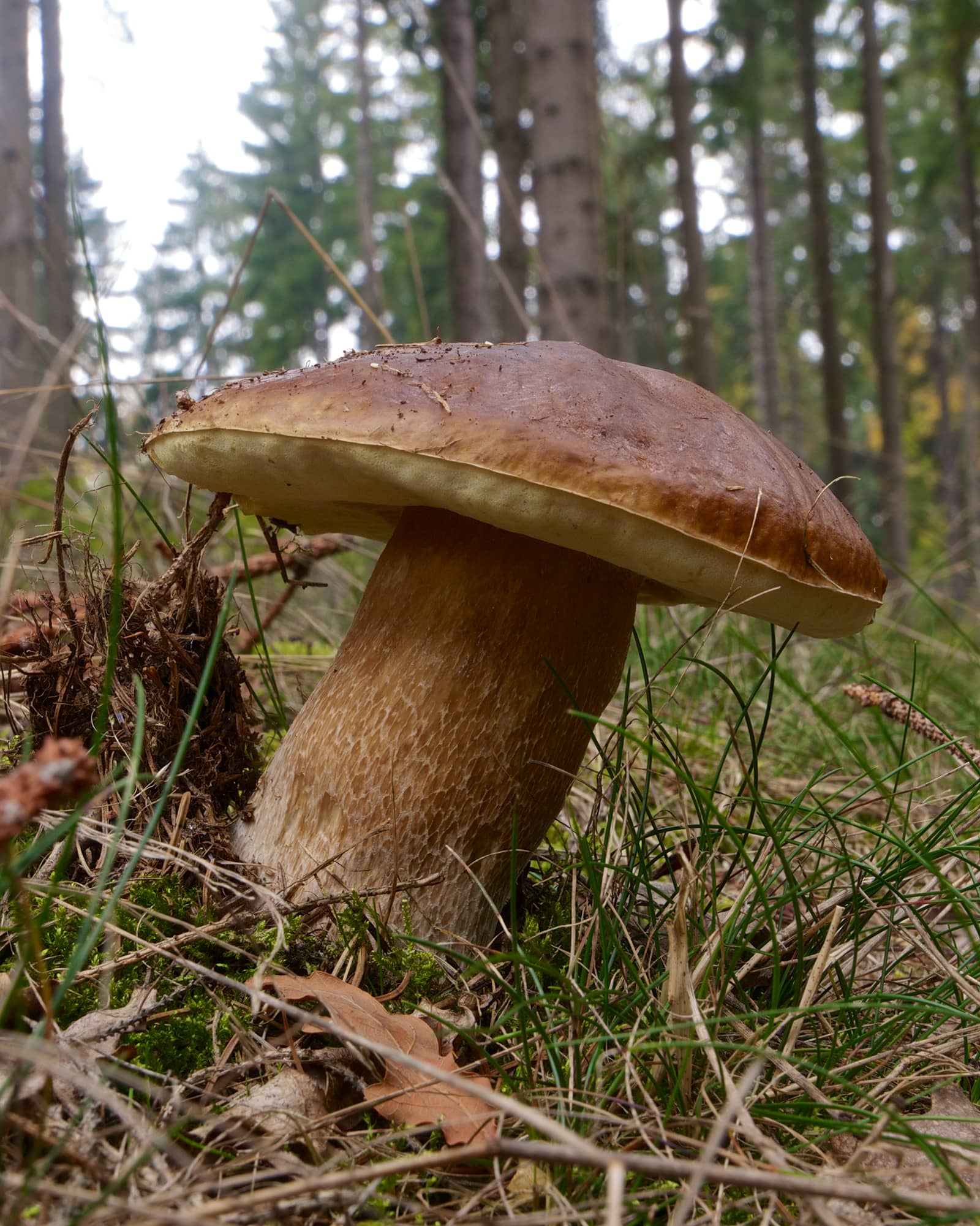 Grunewald Hike