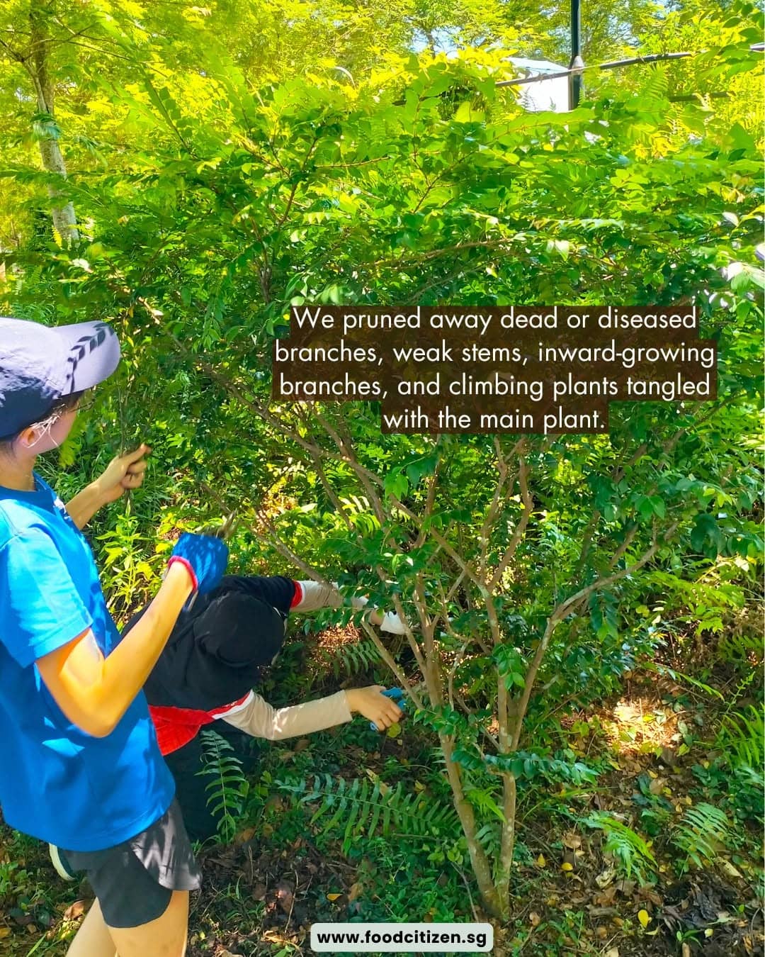 Urban Nature Stewardship: Celebrate Bukit Gombak Park's 5th birthday with us