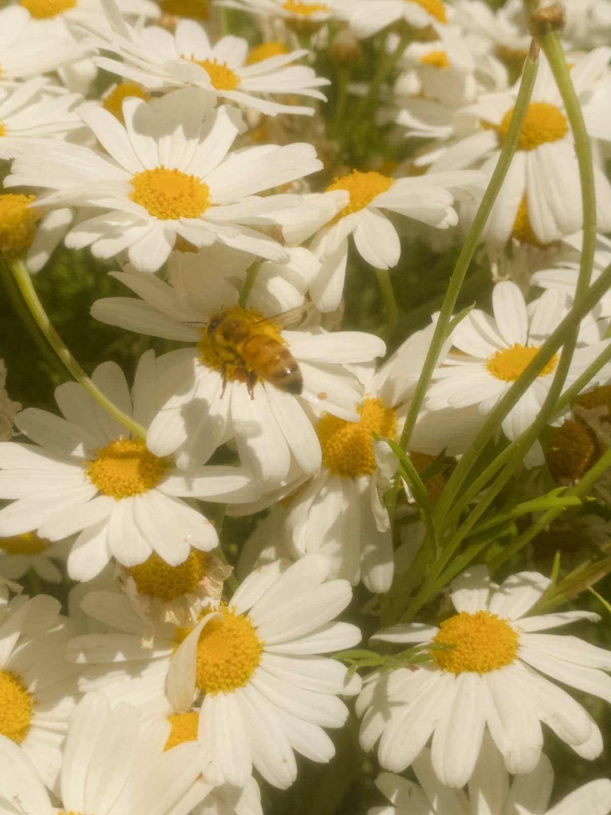 Marge Presents: the bee