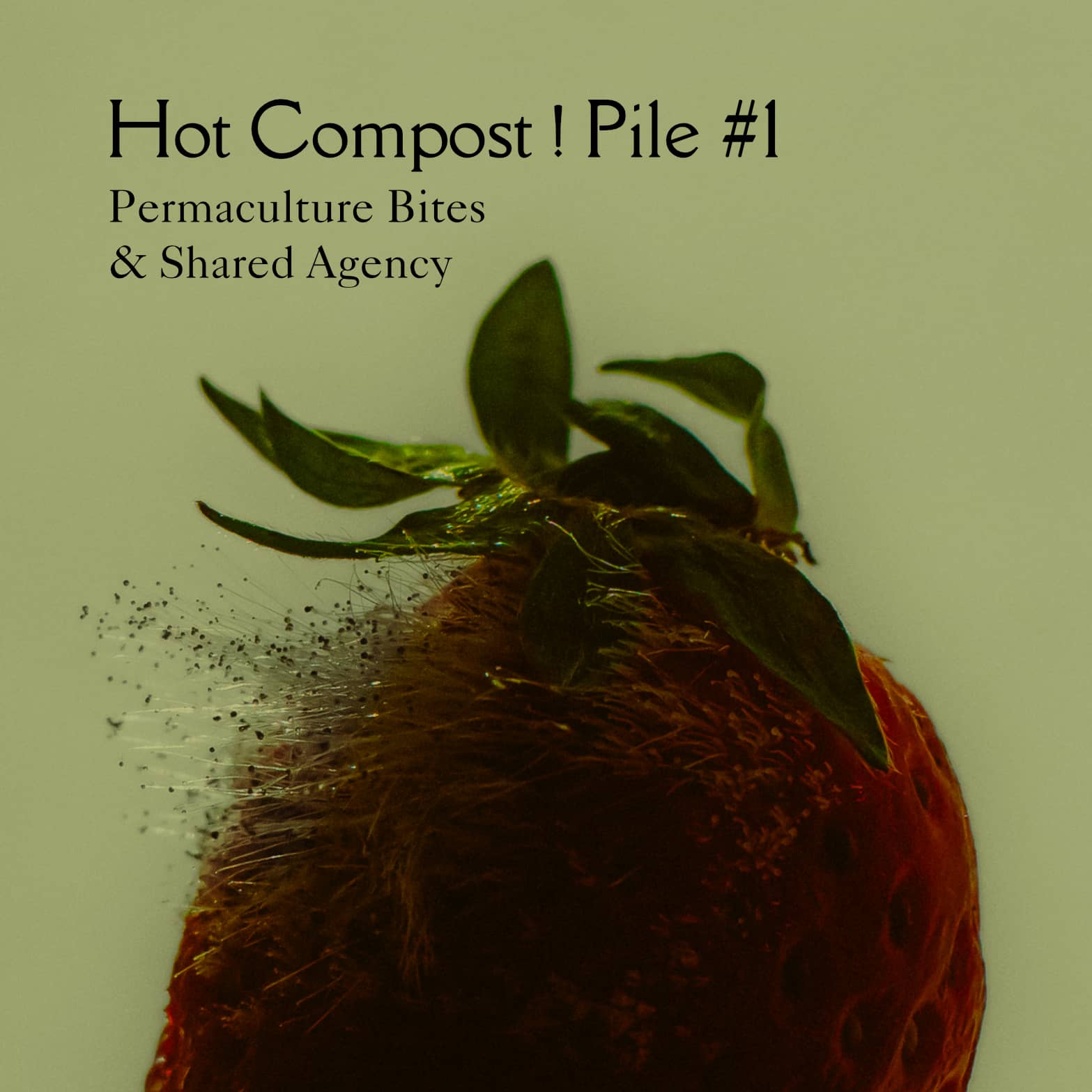 HOT COMPOST! - PILE #1 Permaculture Bites and Shared Agency