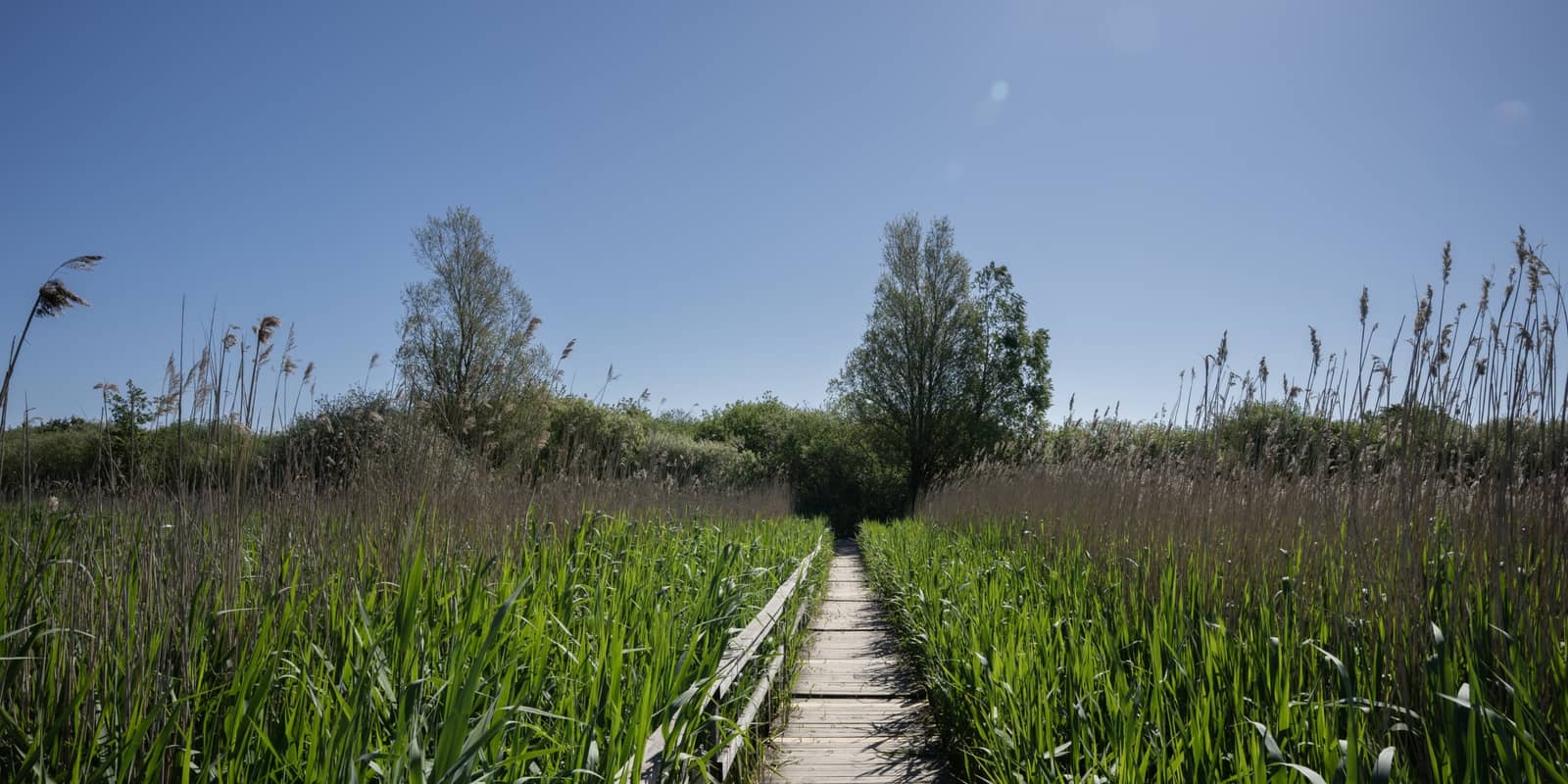 Digital Solutions for Biodiversity by Lensor