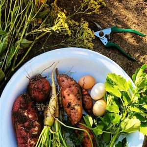 Healing Broth Bowl and Edible Weeds Workshop With Veld & Sea - 29 August