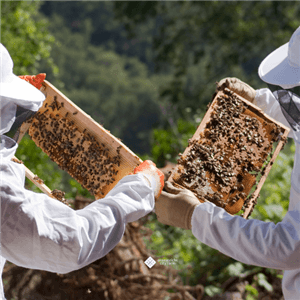 OZCF BEEKEEPING WORKSHOP