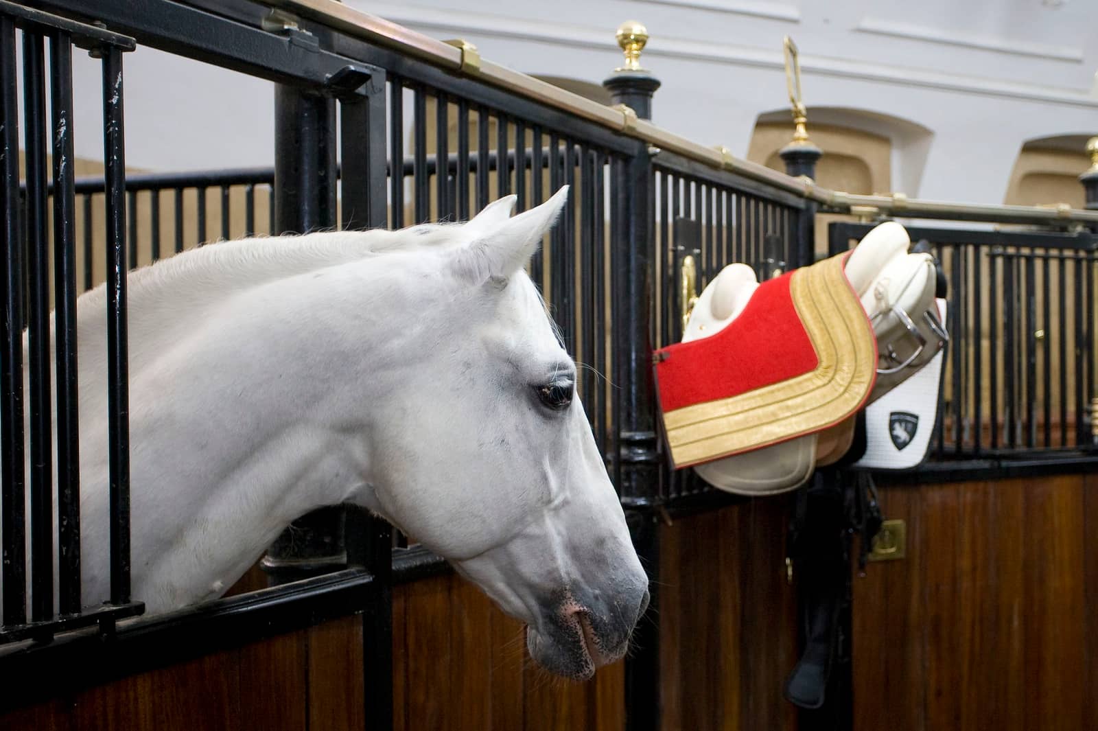 Lipizzaner Legends - Special tour