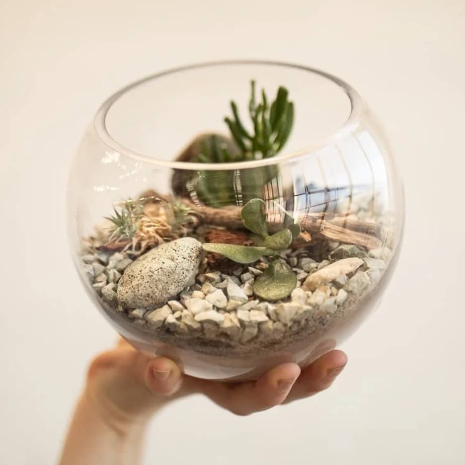 Succulent terrarium workshop Glebe