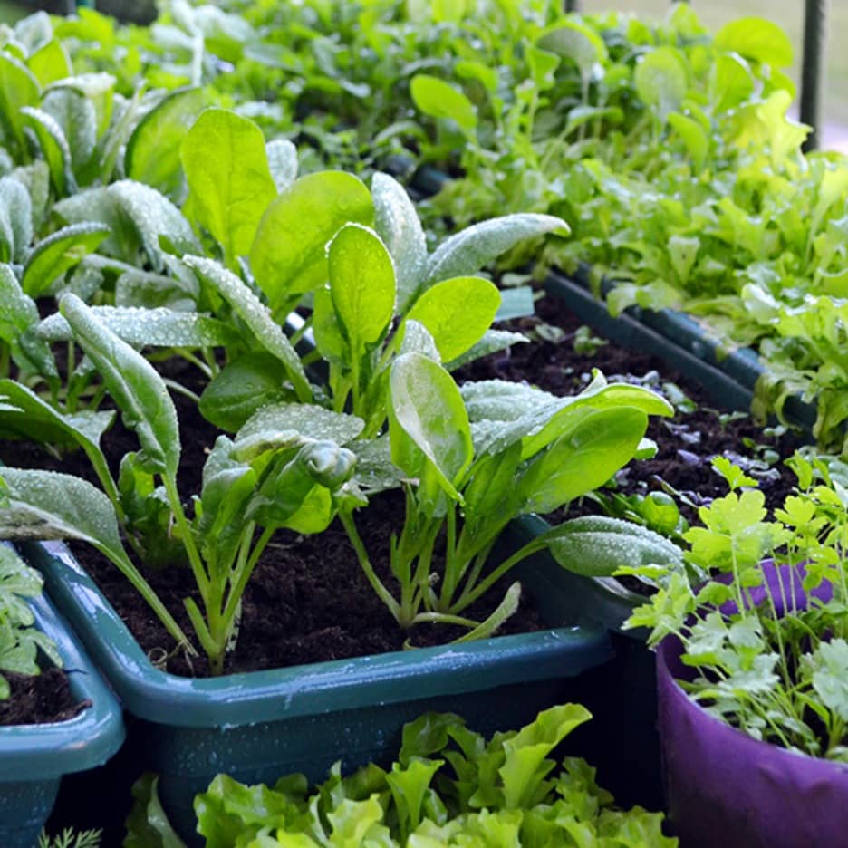 Small space edible gardening workshop