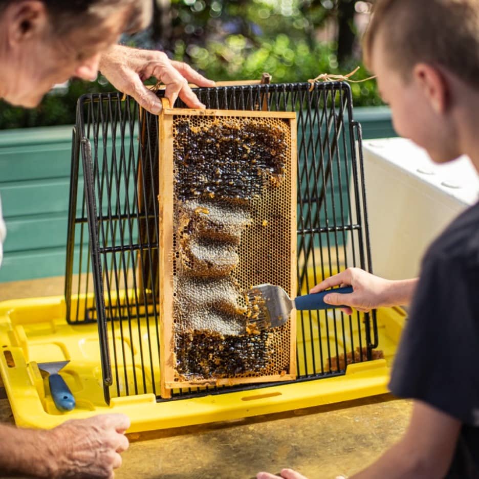 Kids' Honey Workshops