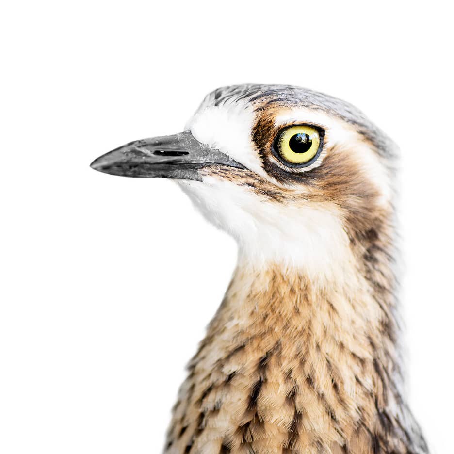 Journey – A Bird Week Exhibition