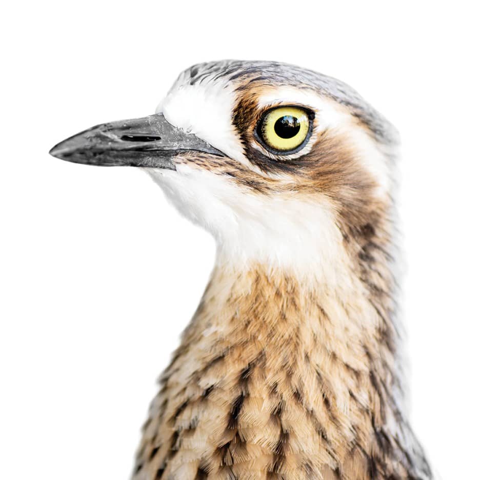 Journey: BirdLife Australia Bird Week Exhibition