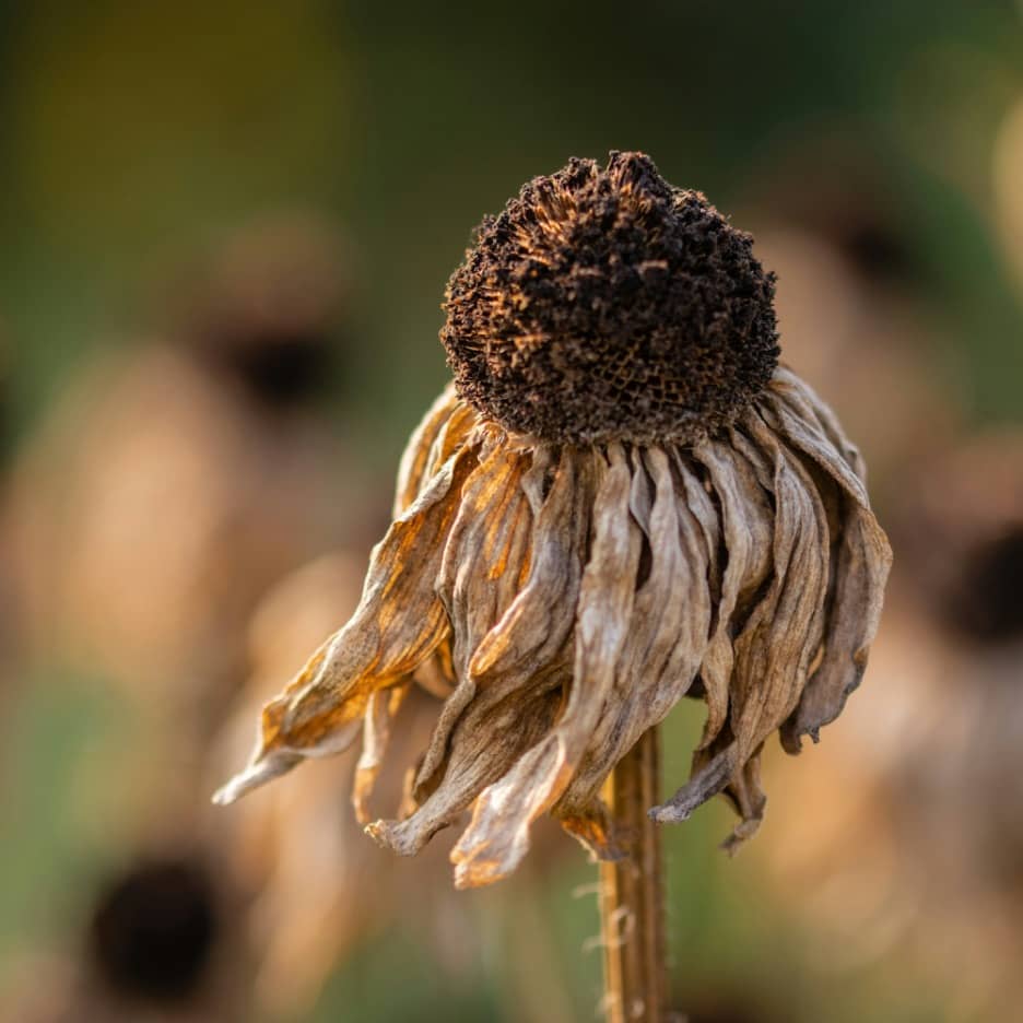 Facing Climate Change