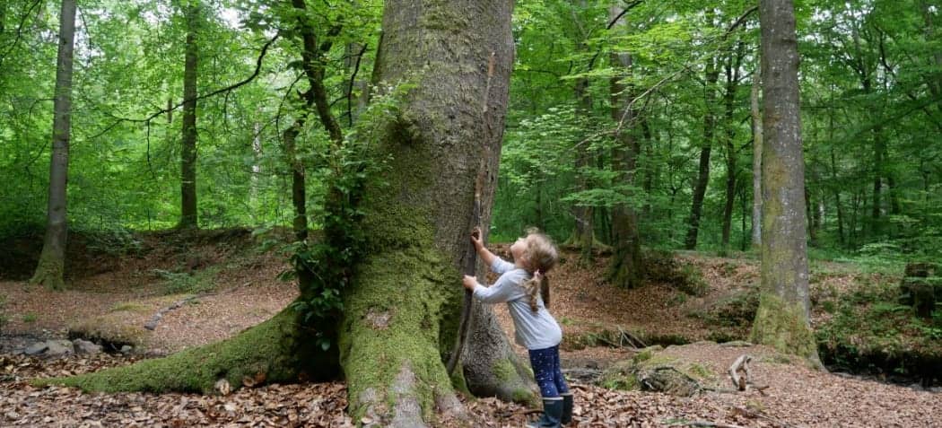 Bain de forêt