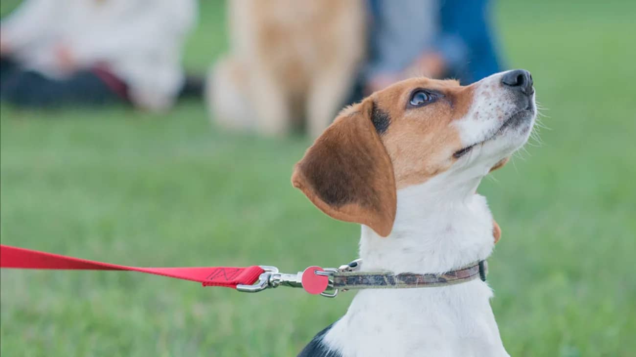 Comportement canin : ateliers et conseils gratuits
