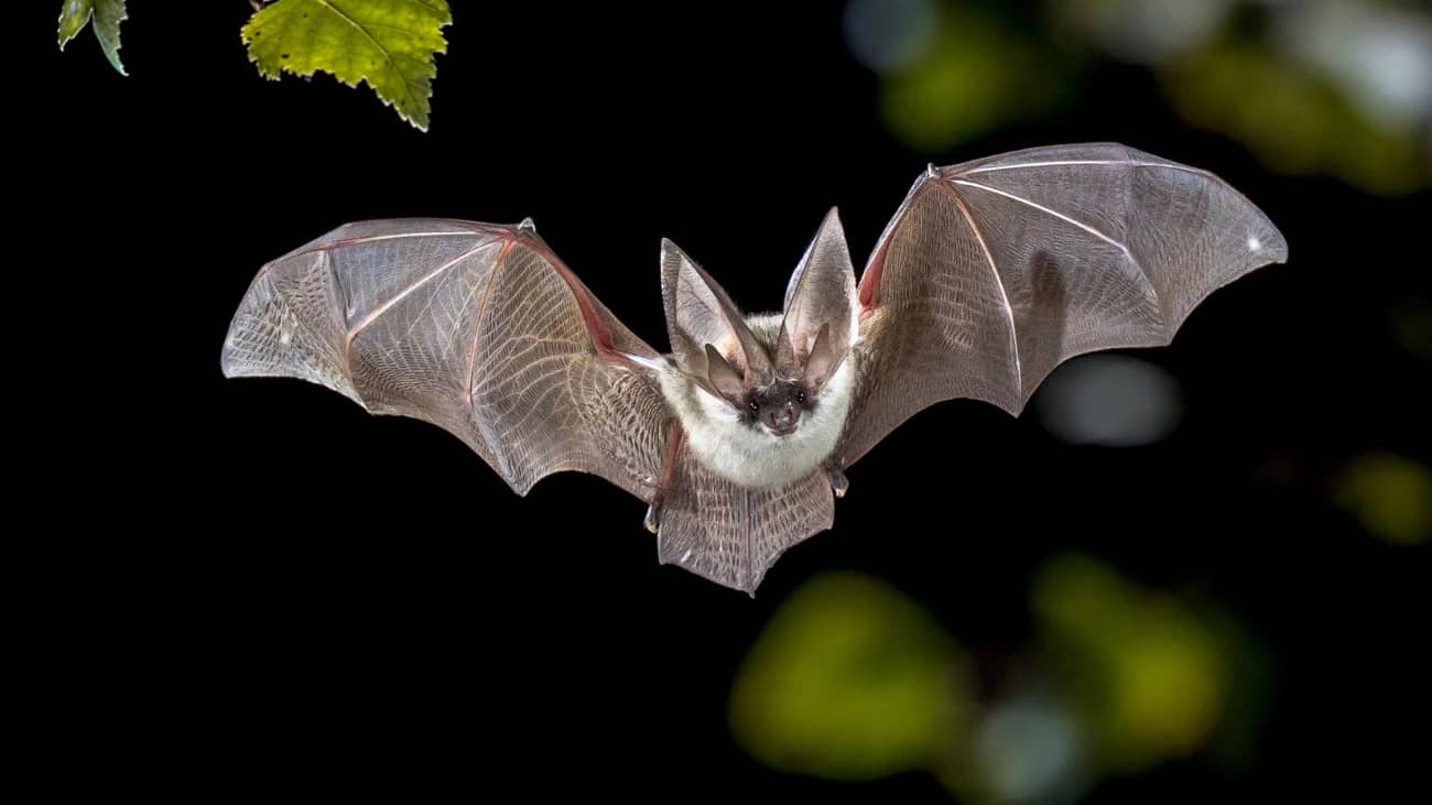 Araignée, frissons et chauve-souris