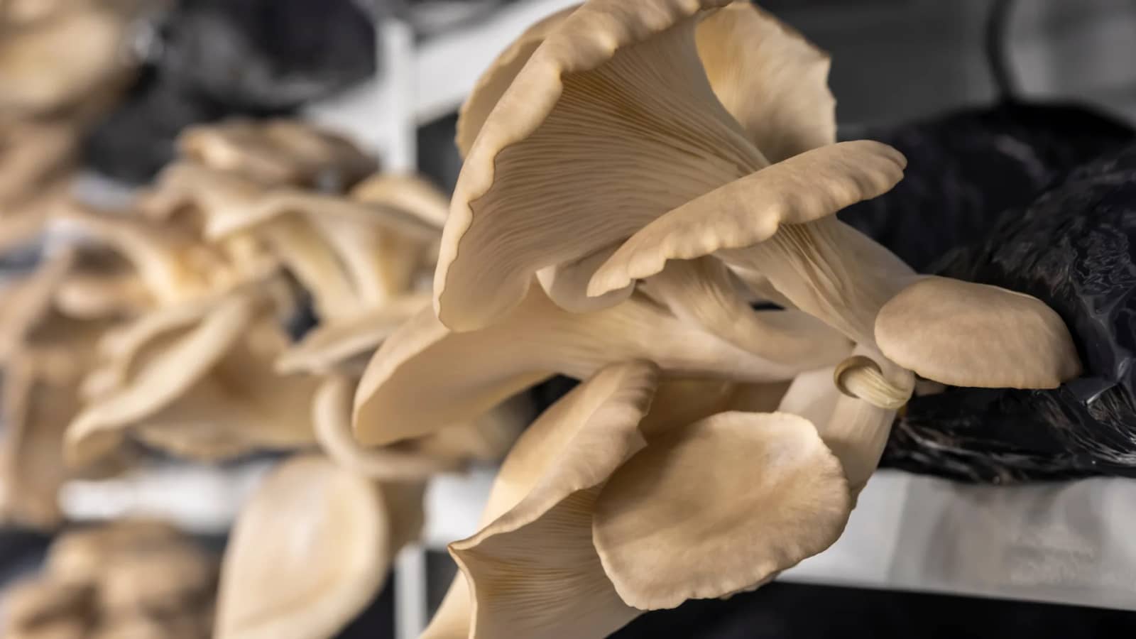 Atelier écolo : Culture de champignons à l'intérieur