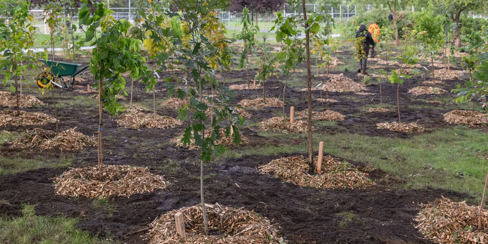 Activité de plantation d'une mini-forêt : plaine gazonnée de la rue Notre-Dame