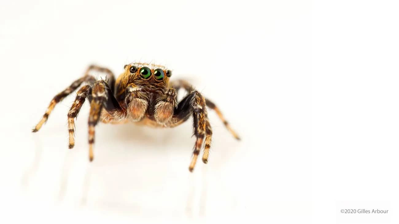 Effrayants ou fascinants?