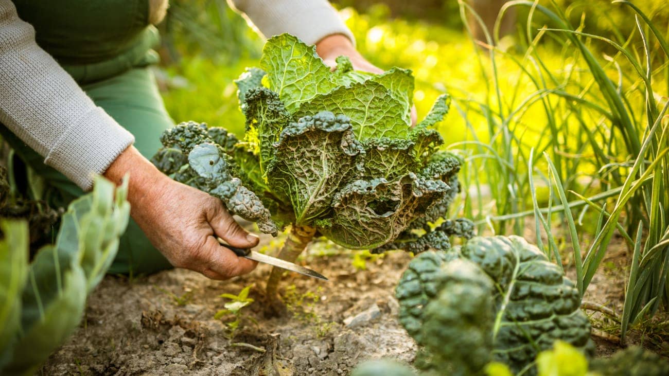 Plantation d'automne : Faites vibrer votre jardin avant l’hiver!