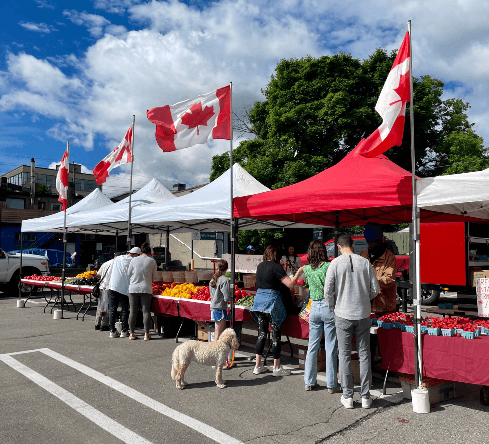The Eglinton Way Farmer's Market