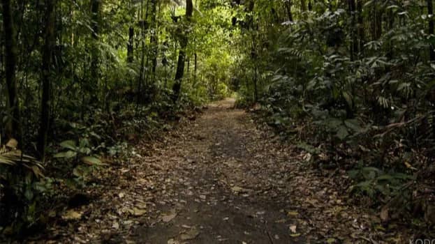 DBBW Forest Walk (30 KM)