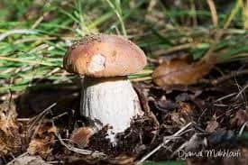 Mushroom hunt in the forest of Fontainebleau