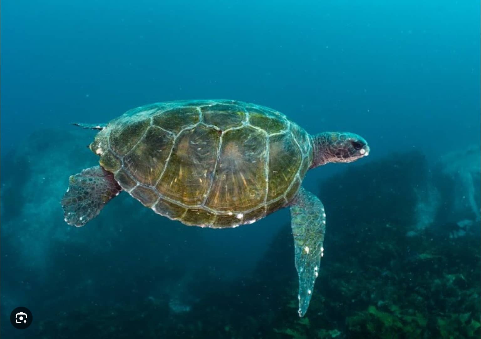 Weekly Sunday Snorkelling 11am at Shelly Beach , Manly (unhosted)