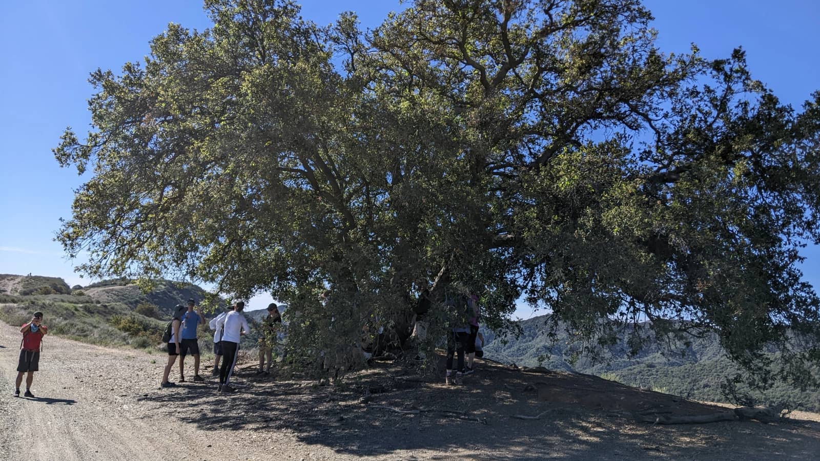 A Hike to the Magic Tree Above Sullivan Canyon