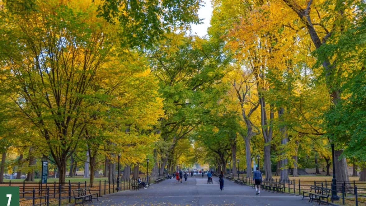 Fall Foliage Walk @ Central Park