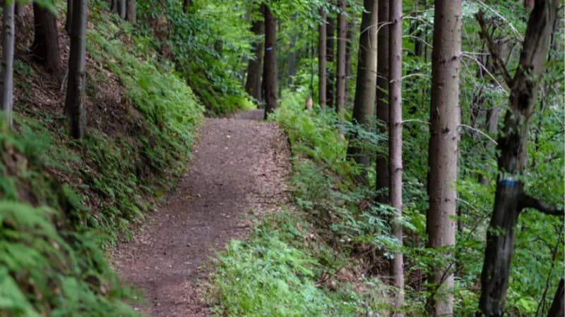 Wissahickon North Canopy Loop - 8 - 10 miles
